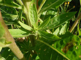 Oenothera glazioviana